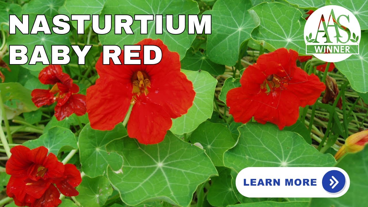 Nasturtium 'Baby Red': The Edible Flower for Small Spaces (Great for Salads!) #gardening #nasturtium