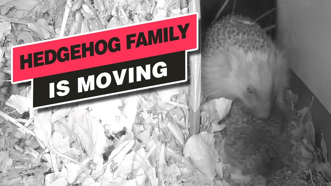 Hedgehog babys & mom (timelapse) - Sept. 29, 2022