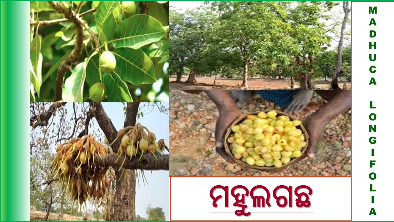 ମହୁଲ ଗଛ || Mahua Tree || Essay