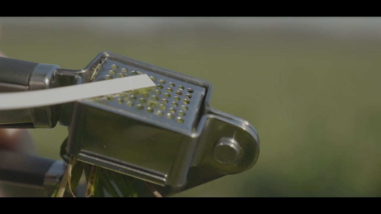 How to do a nitrate strip test for grass silage before harvesting | Lallemand Animal Nutrition