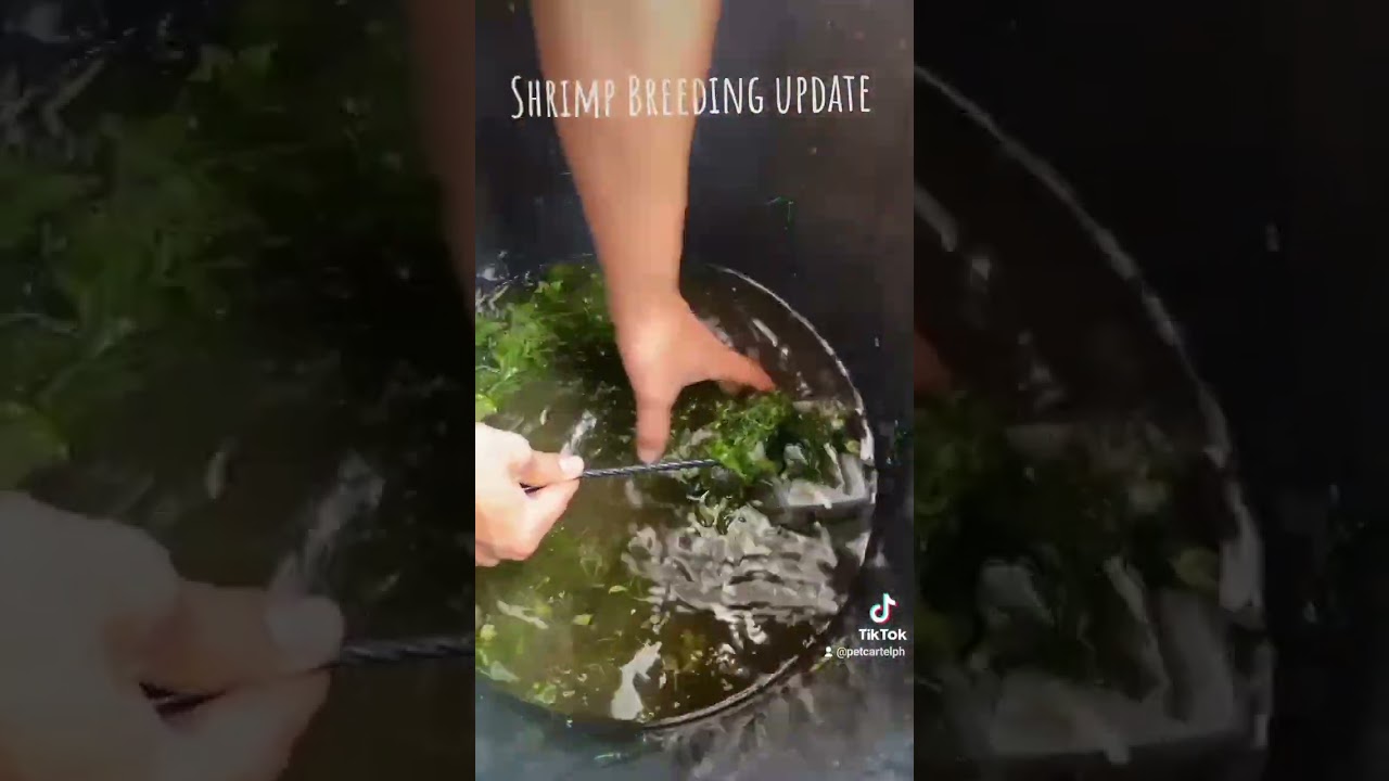 Shrimp breeding Update #animals #pets #petsofinstagram #animalshorts #fish  #shrimp #fish
