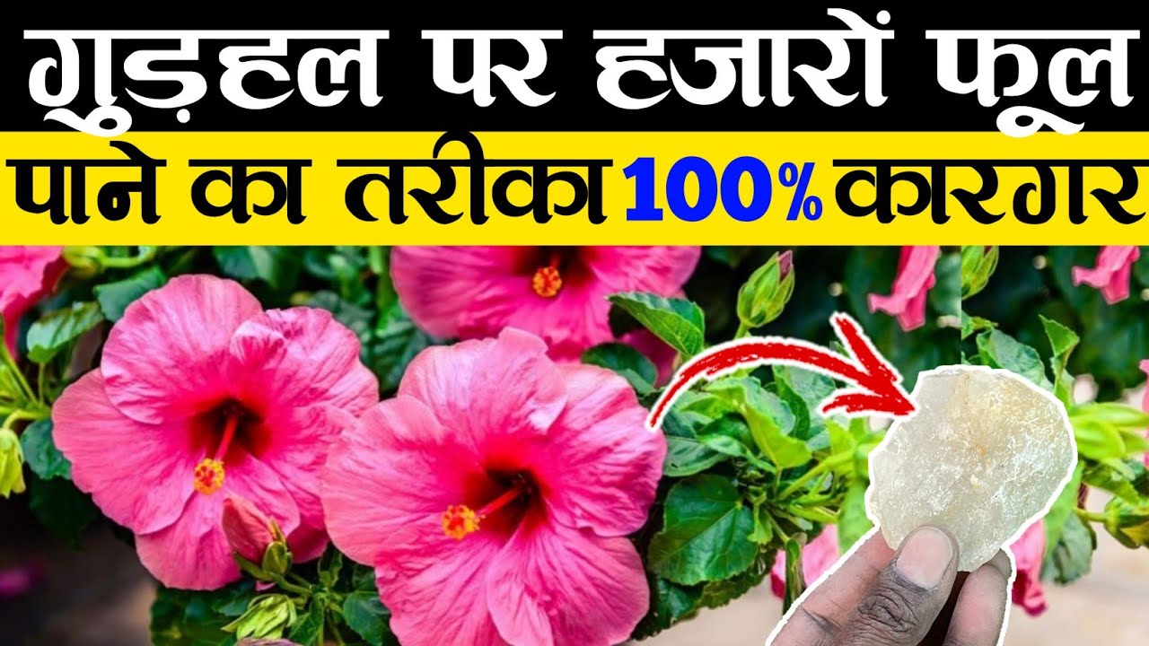 गुड़हल पर हजारों फूल पानी का तरीका 100% कारगर || How To Get Flower In Hibiscus Plant || गुड़हल फूल
