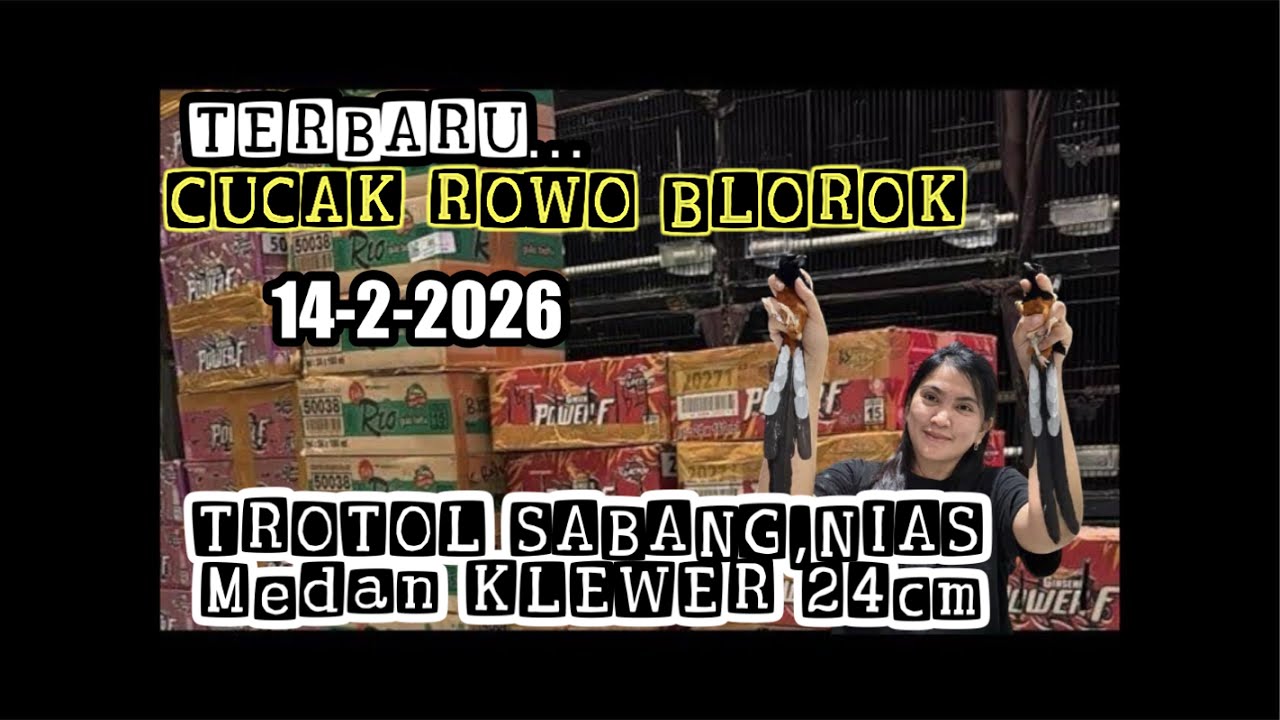 TERBARU STOK BARU MURAI BATU TERNAKAN 14-2-2026
