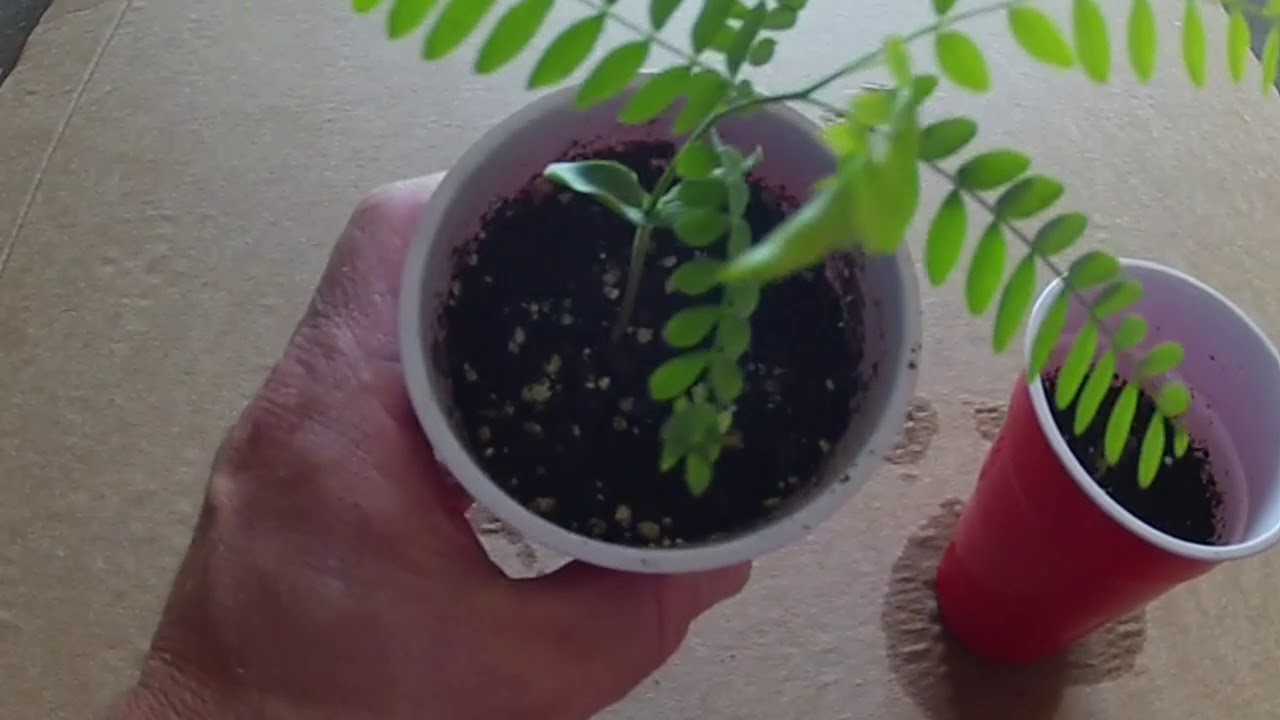 How to grow Honey Locust seeds