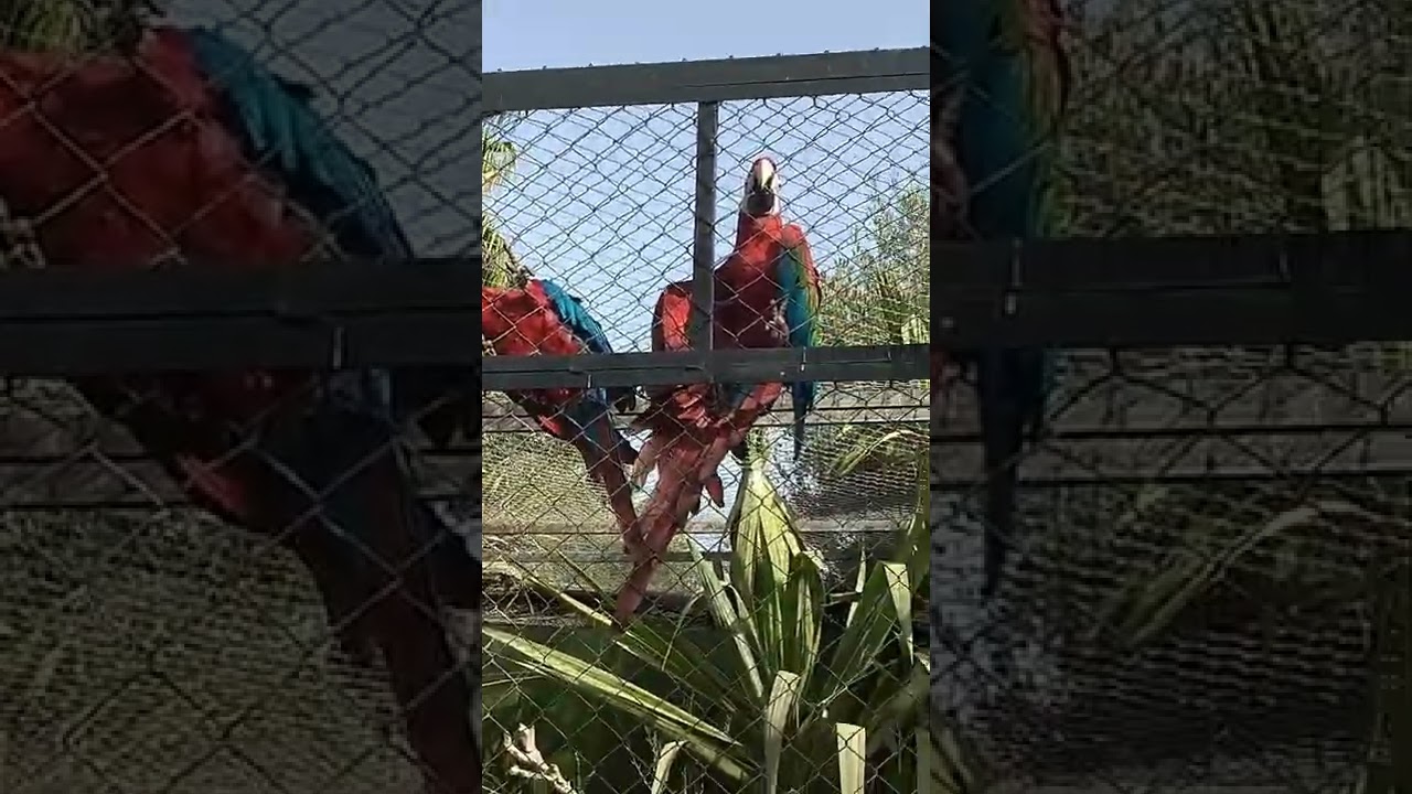 vlog in Morocco🇲🇦المغرب (marrakech city) LA PERLE AUX OISEAUX, best place #reels #viral #vlog #like