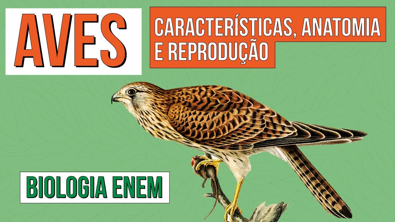 AVES: características, anatomia e reprodução | Biologia para o Enem | Cláudia de Souza Aguiar