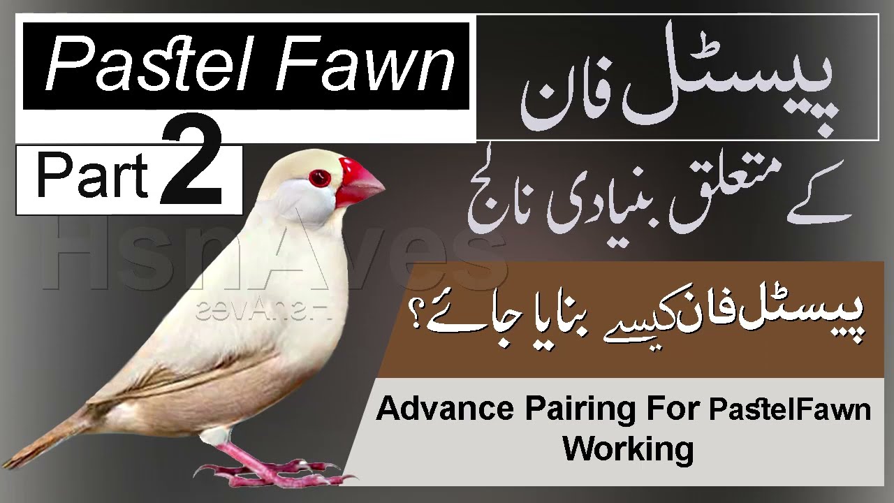 JAVA PASTEL FAWN COMBINATION  WORKING ( ADVANCE PAIRING) PART 2 ( URDU LANGUAGE  )