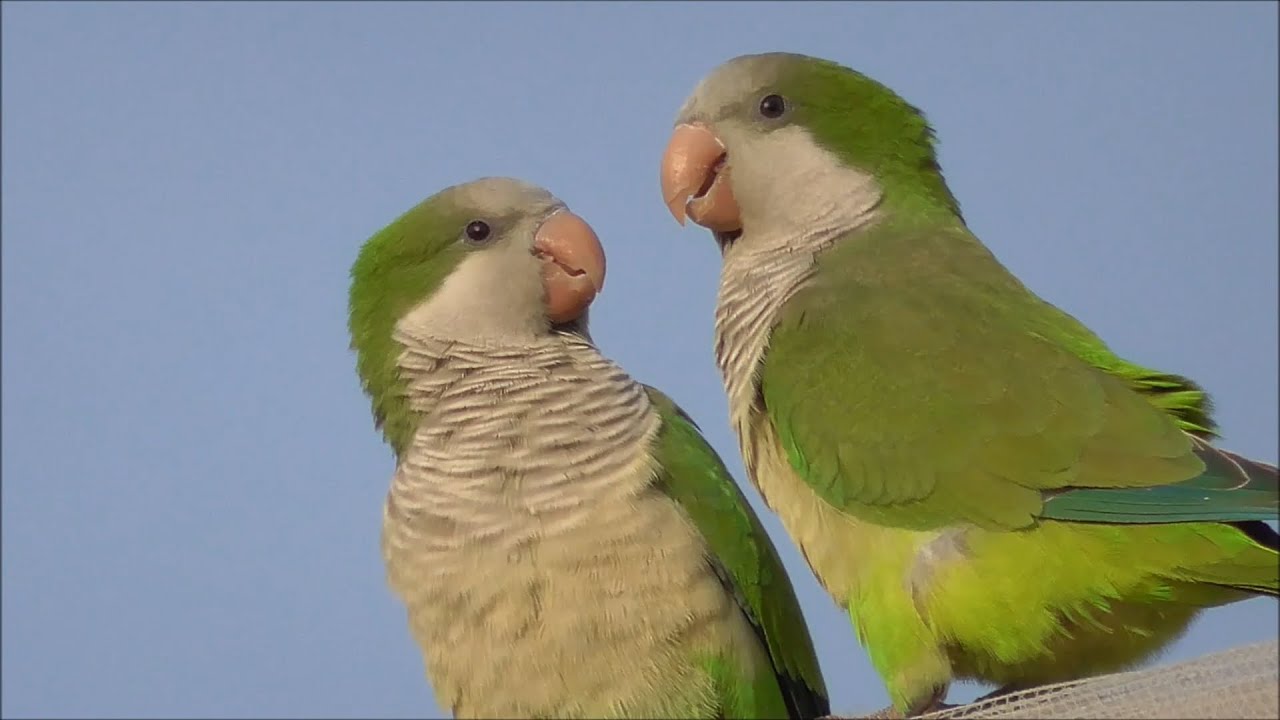 Cotorra argentina (Myiopsitta monachus) Monk Parakeet