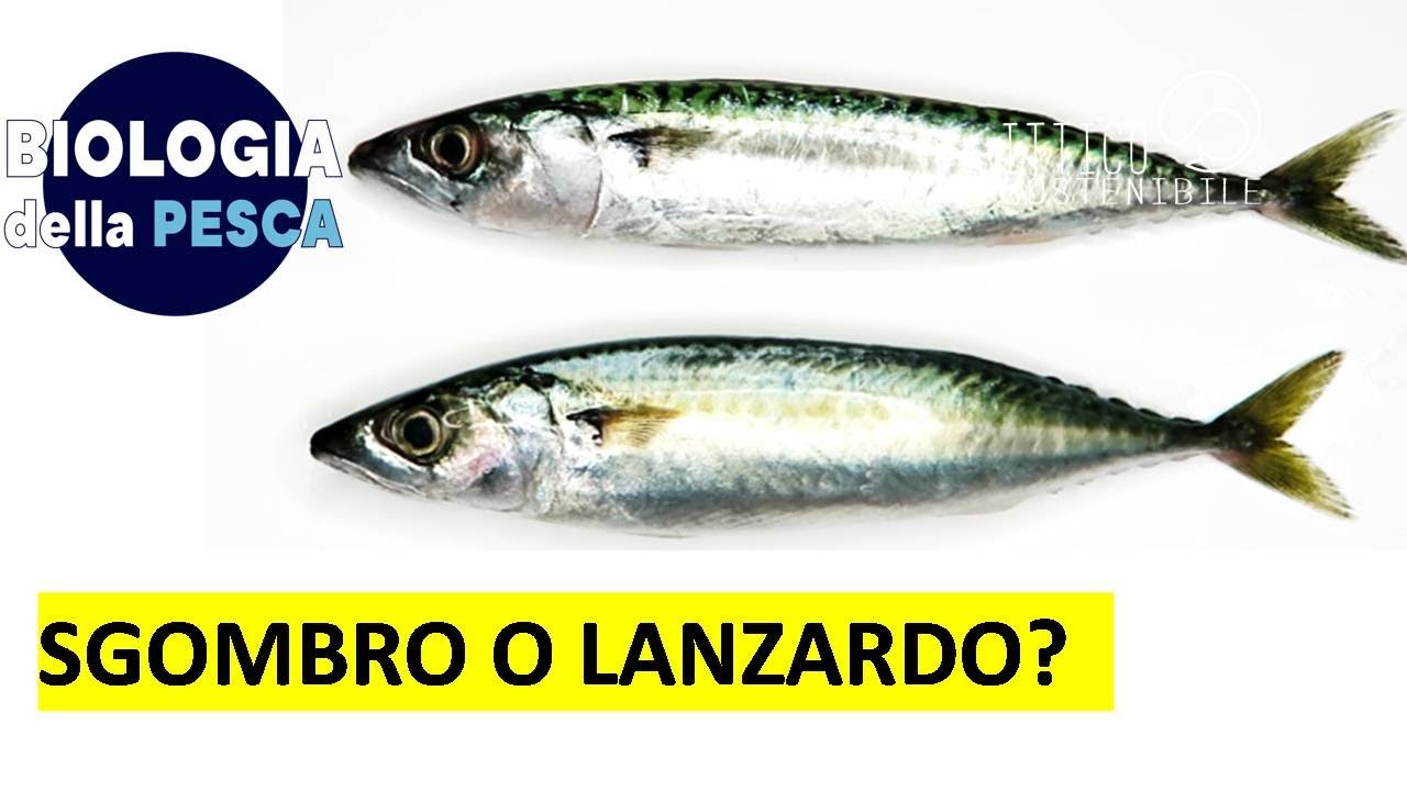 Sgombro vs lanzardo: guida pratica per distinguerli
