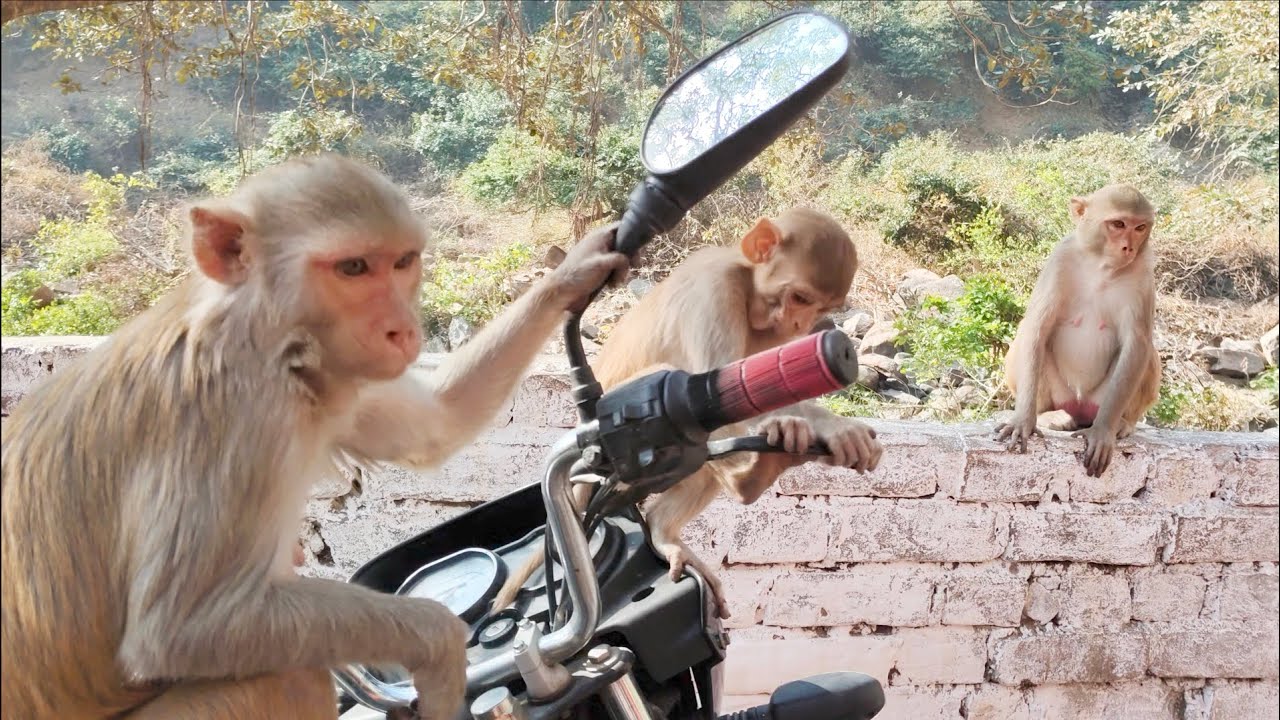 “Hungry Monkeys Eating Carrot & Biscuits 🐒🥕🍪 | Cute Monkeys Feeding Time | Monkey Video Hindi