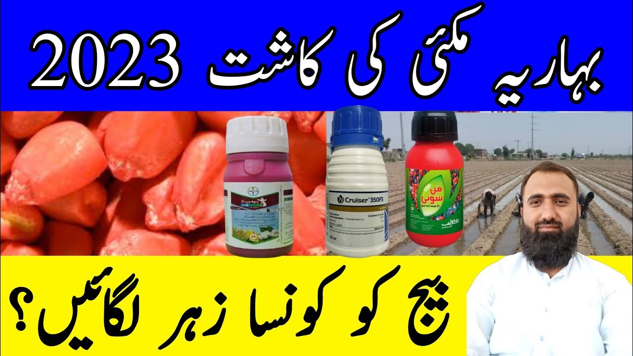 Which is the best Seed Treatment for Spring Maize || Bilal Kanju Official