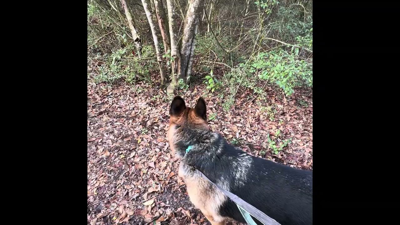 Thor and I walking one of our trails. #asmr #florida #hikes #germanshepherd #dog #walk 