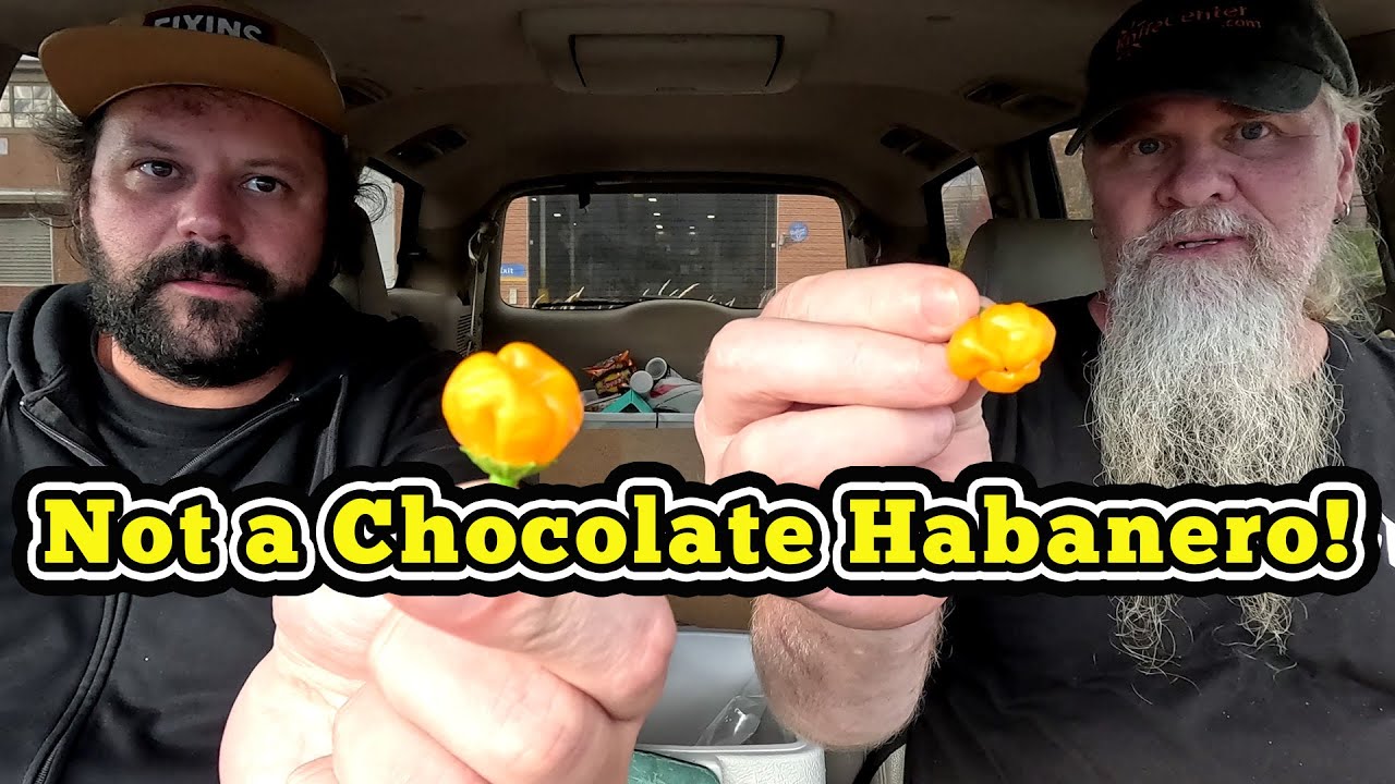 Шоколадные хабанеро? Нет… Апельсиново-хабанеро-паника 🌶️😂