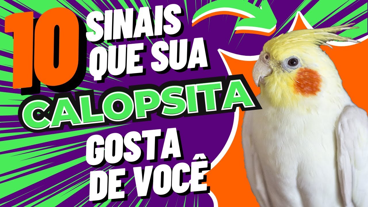 10 sinais que sua calopsita gosta de você
