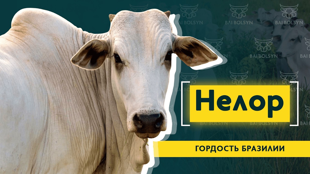 Нелор — самая дорогая порода в мире. История, содержание и показатели