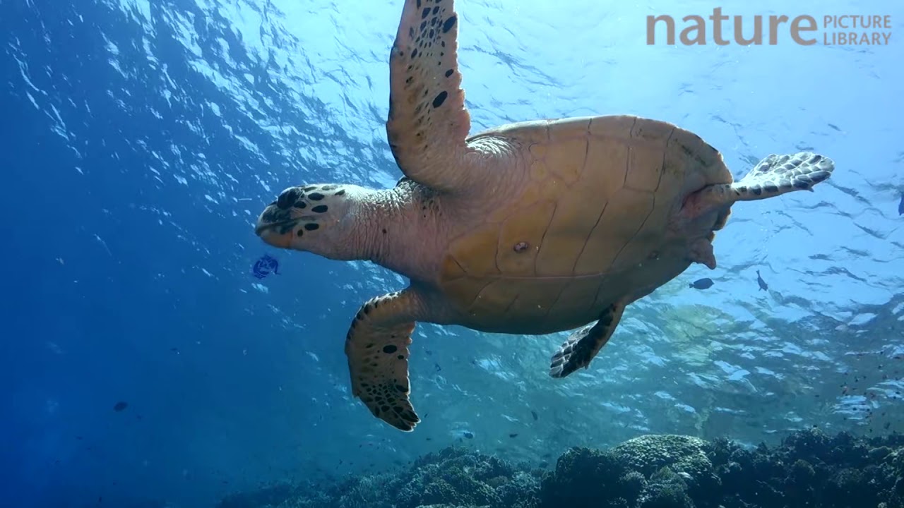 Hawksbill turtle (Eretmochelys imbricata) eating a jellyfish, Elphinstone Reef, Red Sea, Egypt.