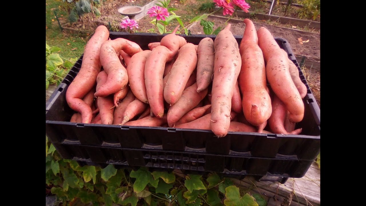 Sweet Potato Harvest - 4 Methods - Which Produced Better?