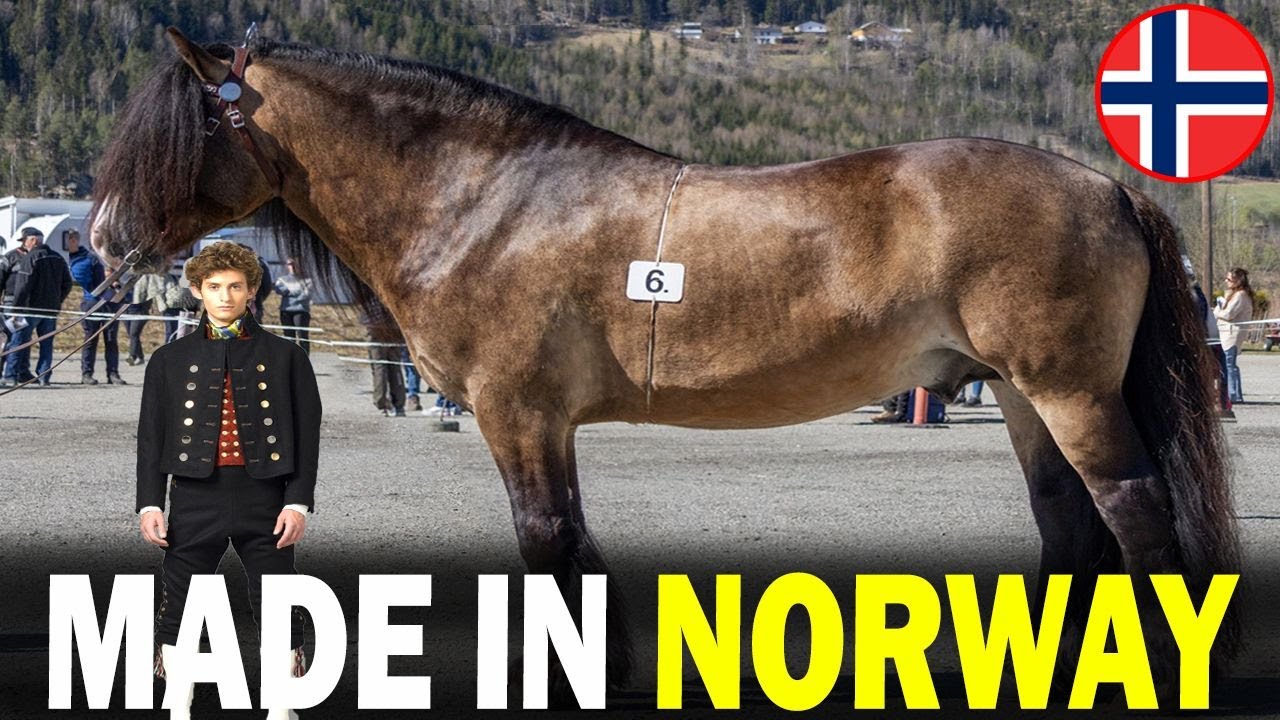 6 RARE Norwegian Origin Horse Breeds You Don&rsquo;t Know About!!