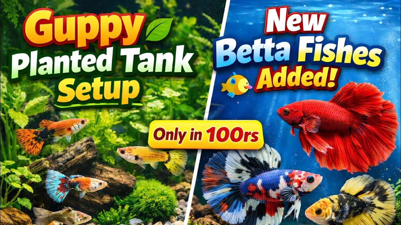 Guppy Planted Tank Setup🌱| New Betta Fishes Added🐠Oscar Feeding Time🦐🍤