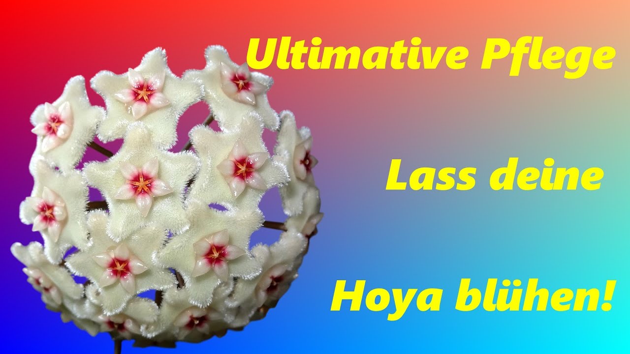 Hoya im Fokus: Die ultimative Pflege-Anleitung f&uuml;r deine Wachsblume!