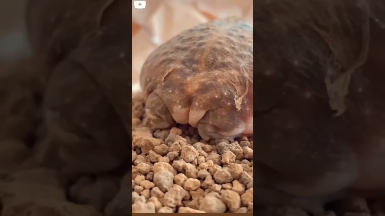 CUTE CHUBBY FROG WITH STRANGE VOICE