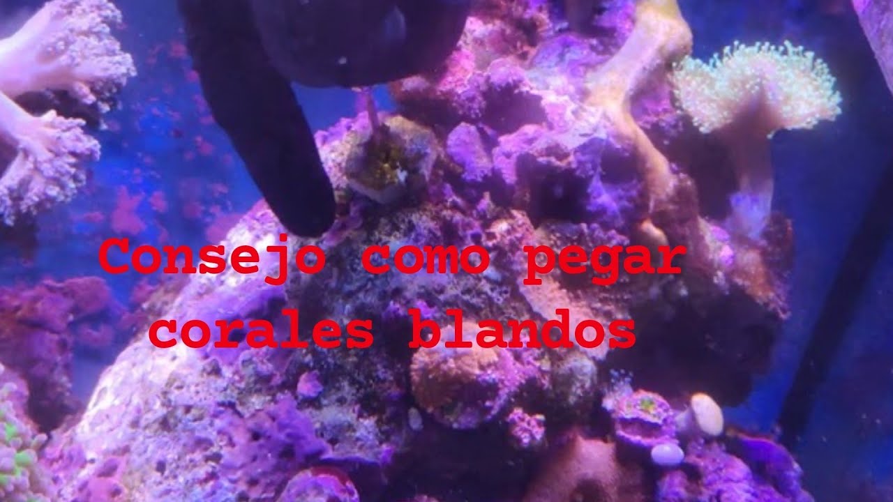 CONSEJO COMO PEGAR CORALES BLANDOS A LA ROCA MADRE