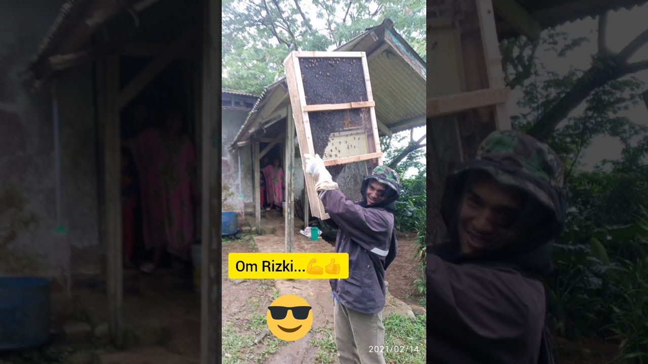 Percobaan Budidaya Lebah Apis Dorsata Bag. 3 (Re-Upload)