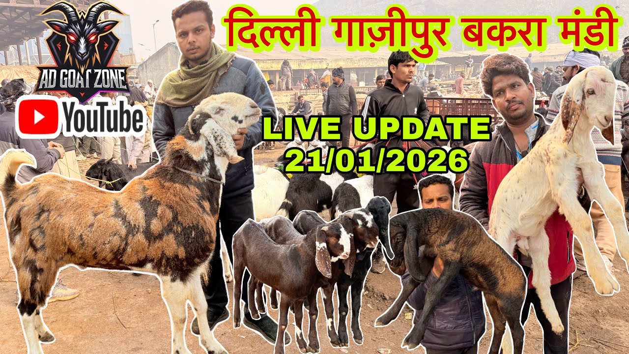 दिल्ली गाज़ीपुर बकरा मंडी 21/01/2026 || LIVE UPDATE @ADGoatzone #viralvideo #gazipurbakramandi 