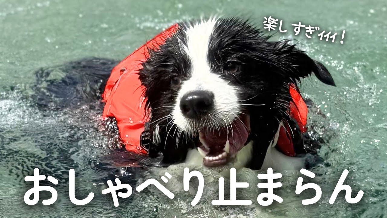 バタフライしながら喋りまくる犬がおもしろすぎましたw【ボーダーコリー】
