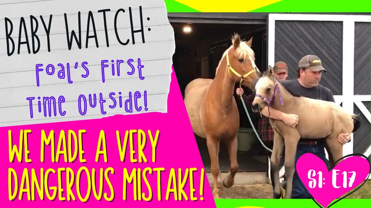 BIGGEST MISTAKE TO AVOID WHEN BRINGING FOAL OUTSIDE FOR THE FIRST TIME