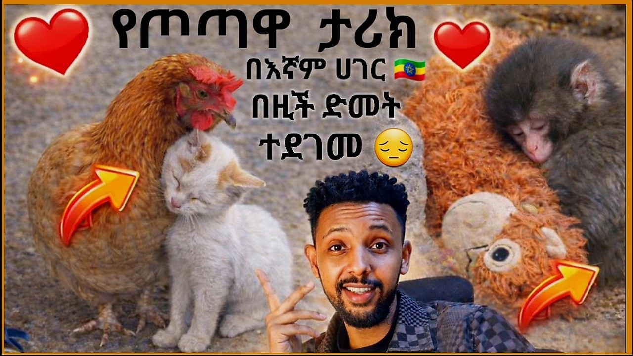 🔴በኛም ሀገር 🇪🇹 ድመቷ 🐈 ልክ እደዚች ጦጣ 🐒  ዶሮዋን 🐓 እንደናቷ.. 😮| Amazing Animal Moments @Elaሚዲያ 