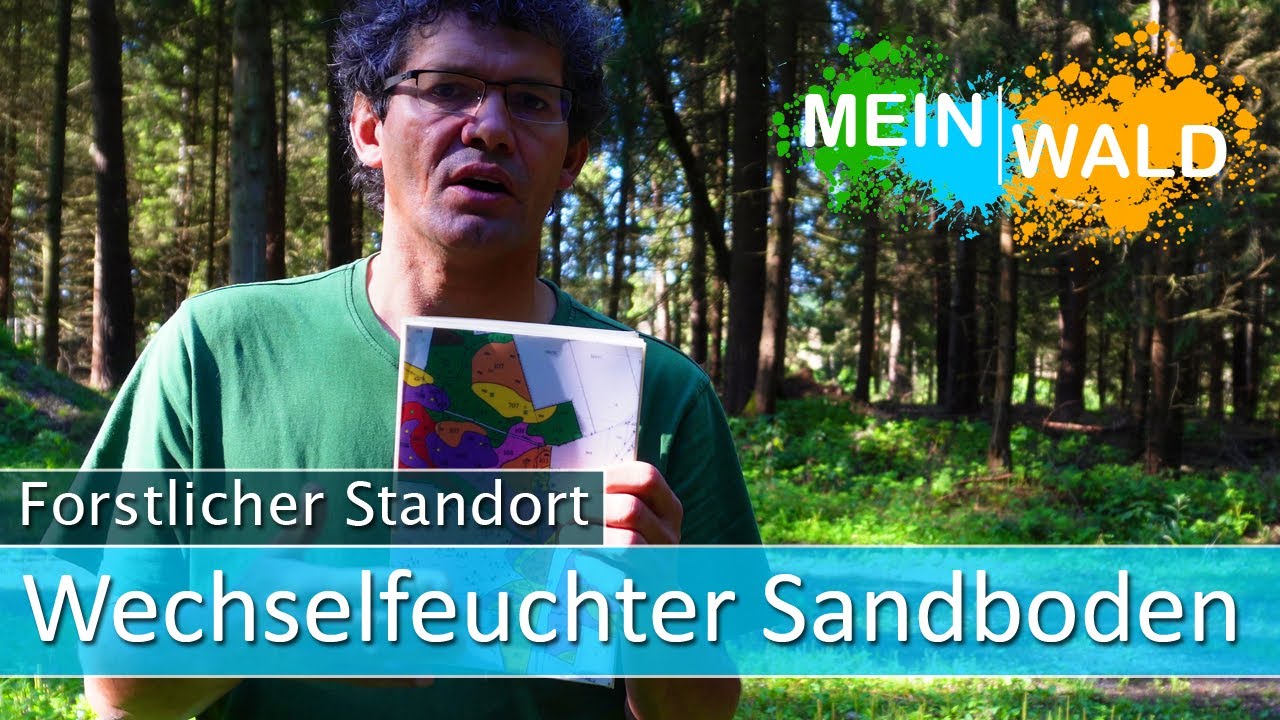 Bewirtschaftung eines wechselfeuchten Sandbodens #forstlicherstandort