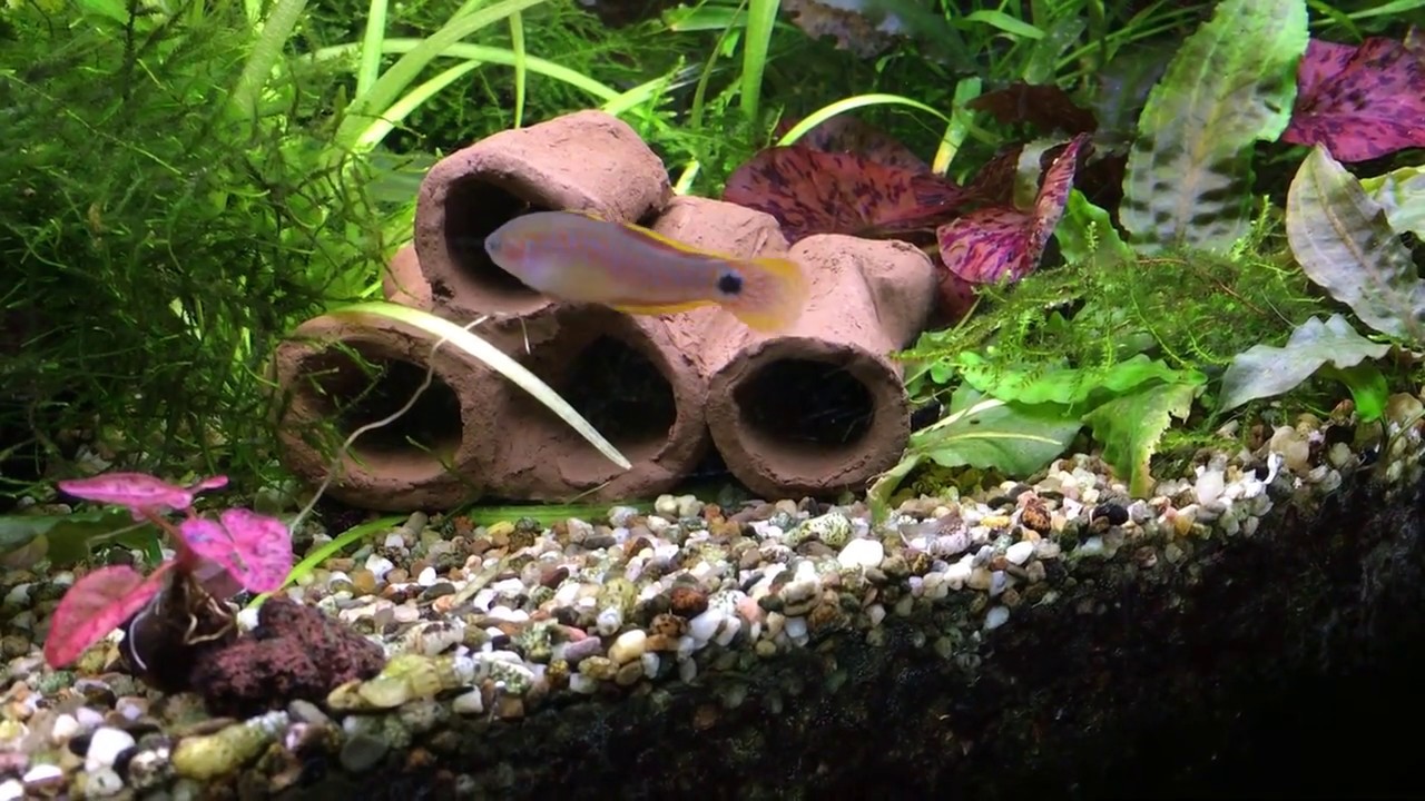 Tateurndina ocellicauda - reproduction