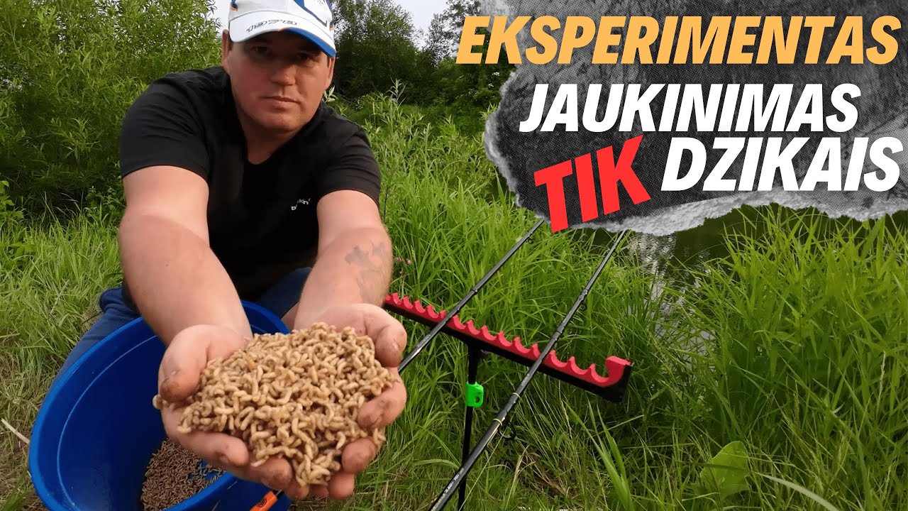 Žvejyba. Jaukinimas tik dzikais