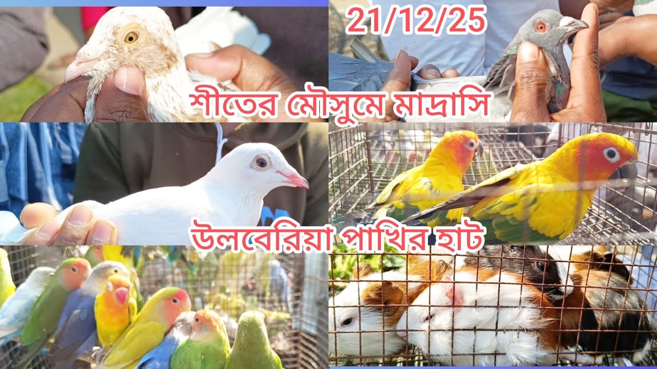 🥰#উলুবেড়িয়া পিজন মার্কেট পাখির হাট 💯 uluberia pakhir har 💯 madrasi birds 🥰 Giriraj💯@arjunjana8199