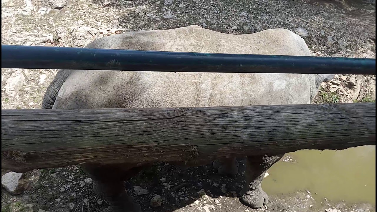 Rhinos-ZOO de la Barben. Provence France garden of the animals!