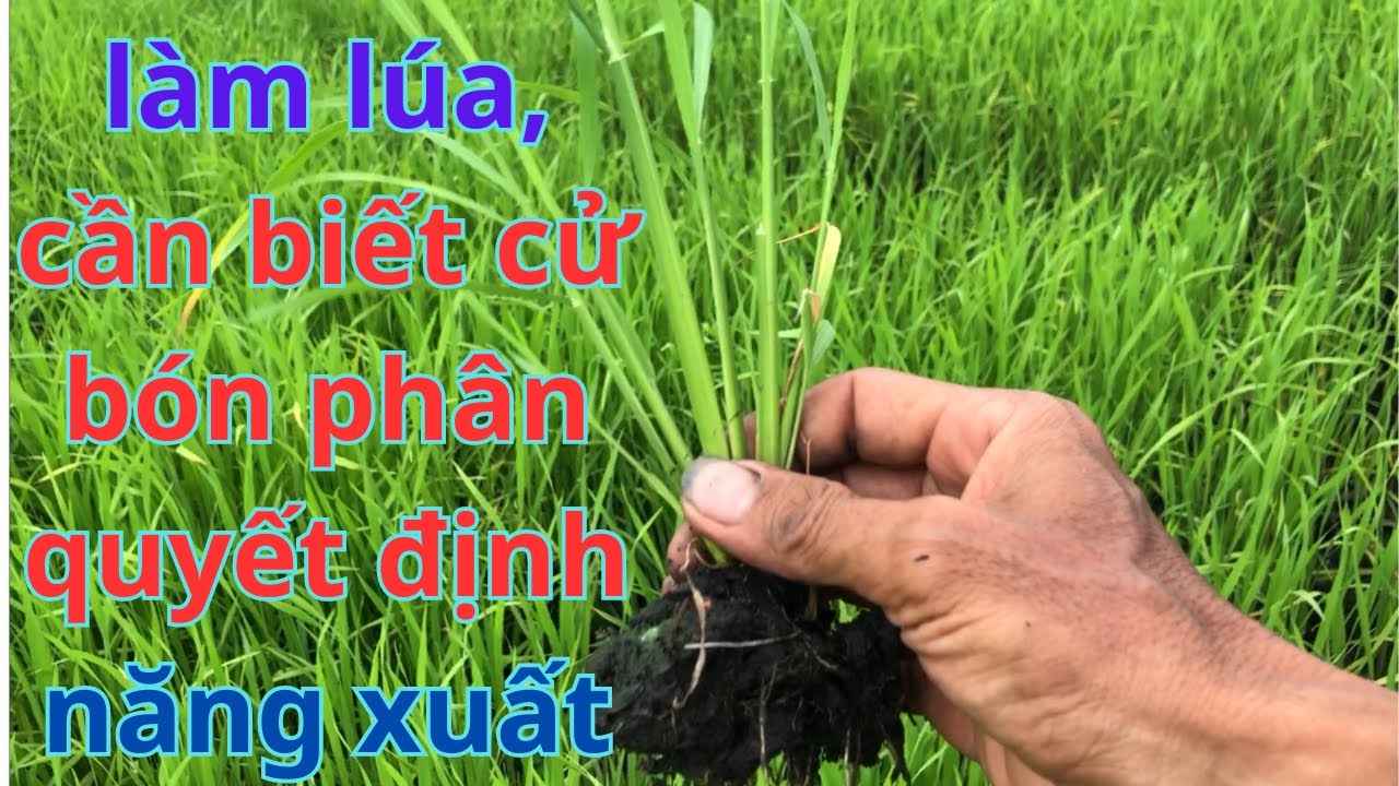 LÀM LÚA CẦN BIẾT, KỶ THUẬT BÓN PHÂN, ĐỂ QUYẾT ĐỊNH NĂNG XUẤT