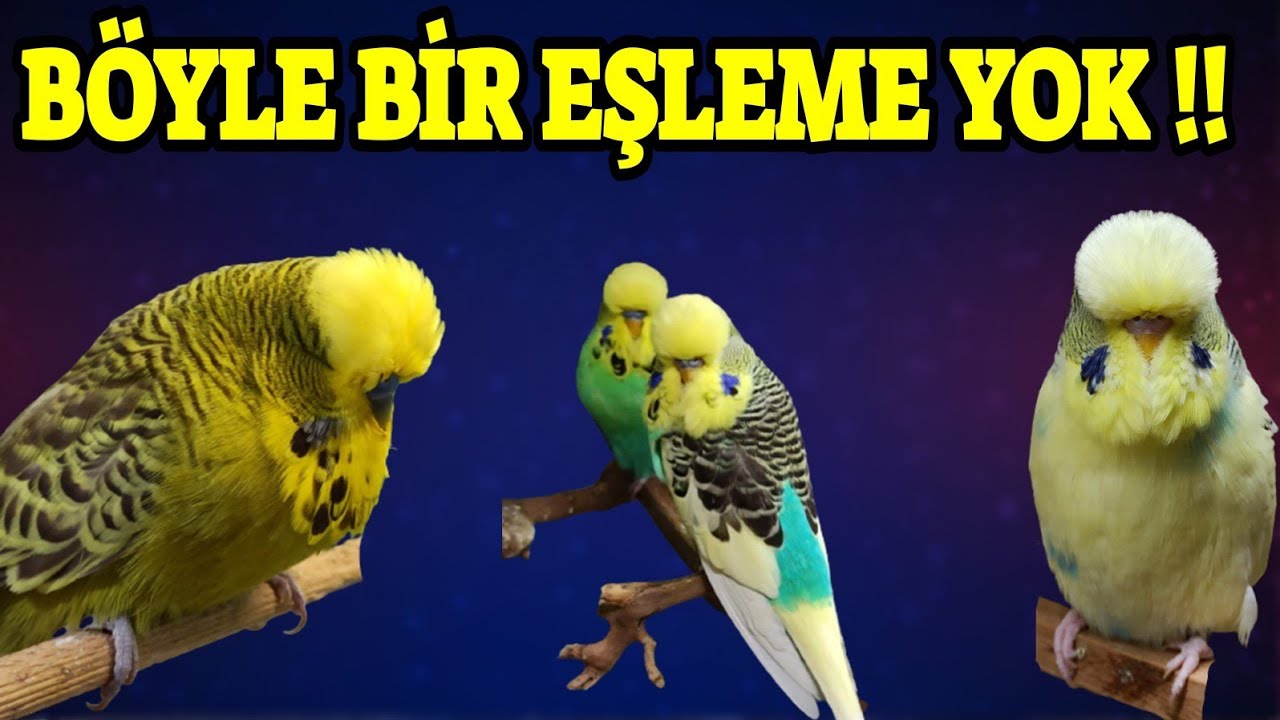 8 TANE KUŞU EŞE ATTIM DİREKT ÇİFTLEŞTİLER !!