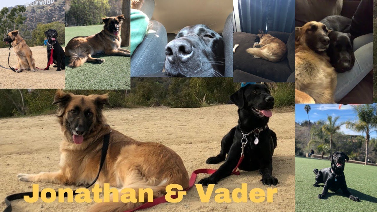 THE CUTEST DOGS YOU'LL EVER SEE!
