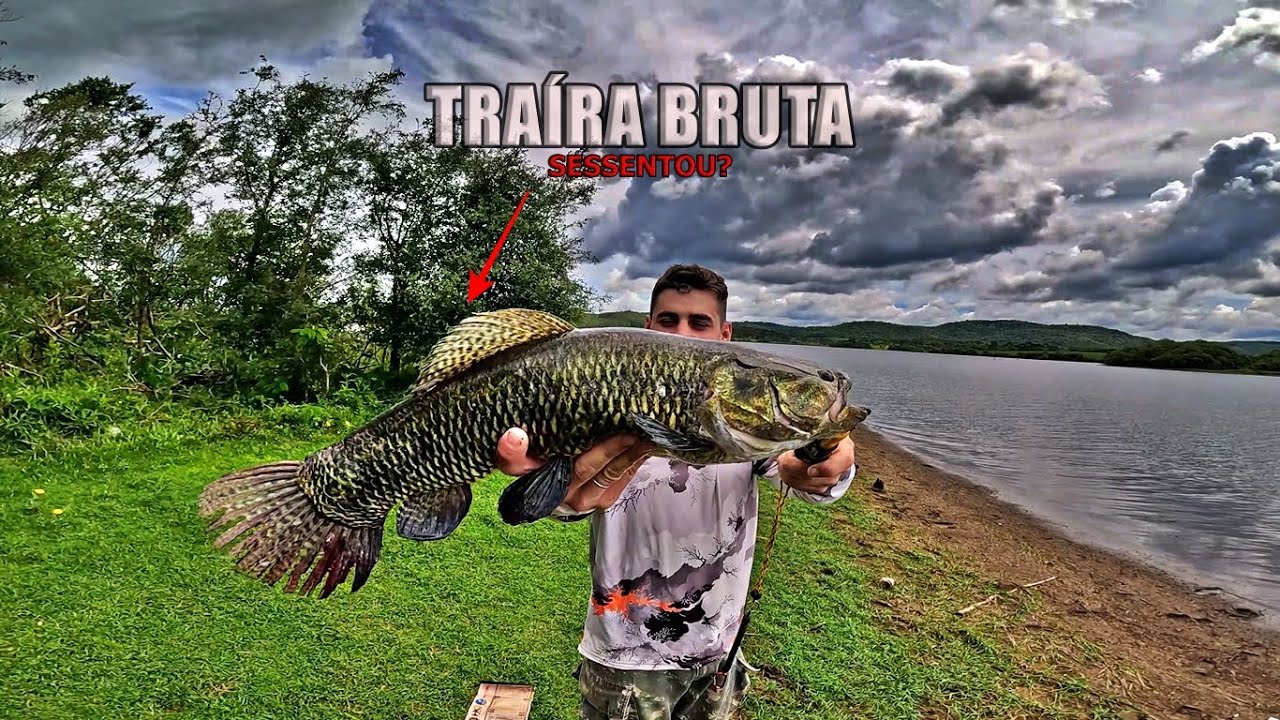 A isca Certa garante as Traíras BRUTAS!