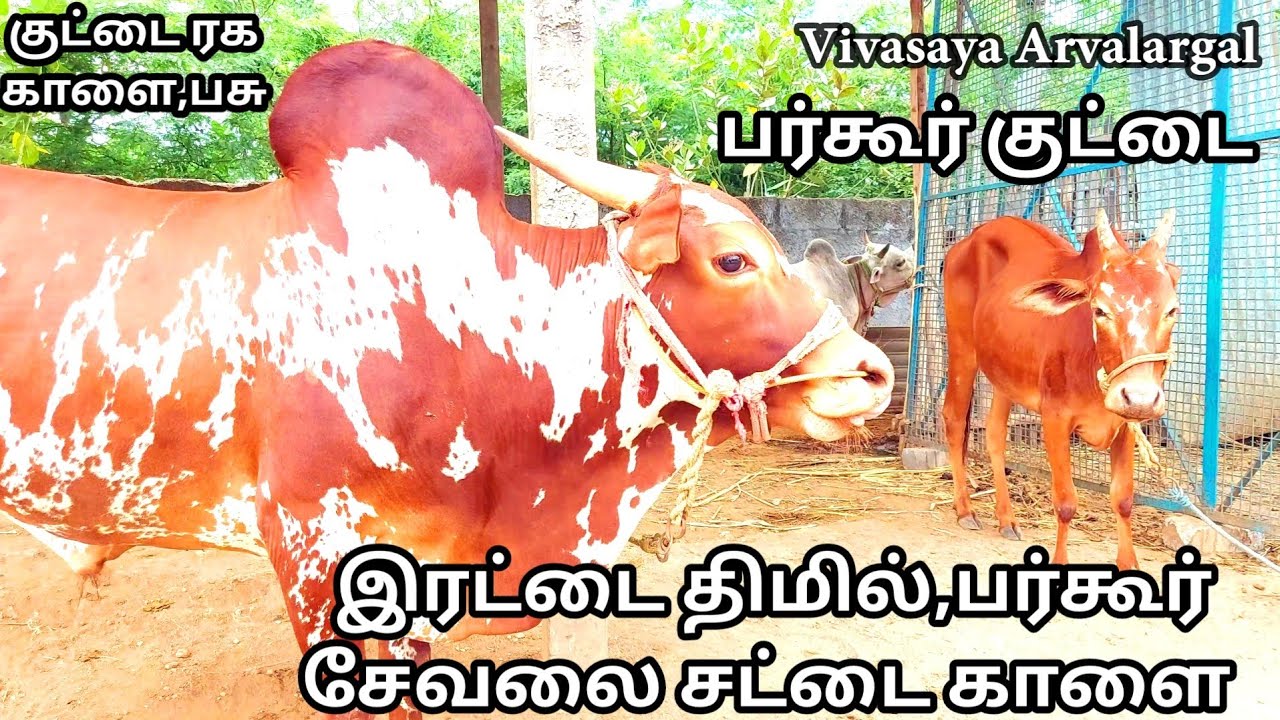 லட்சத்தில் விற்கும் பர்கூர் குட்டை காளை மற்றும் பசு|bargur bull for sale#cows#cowmarket#cattlefarm