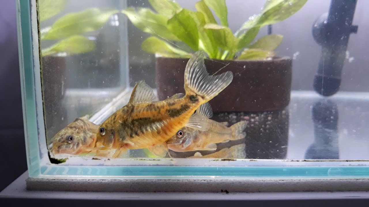 Kirys pstry - pobieranie mlecza podczas tarła cz. 1 (2). #akwarium #kirysek #woda #akwarystyka