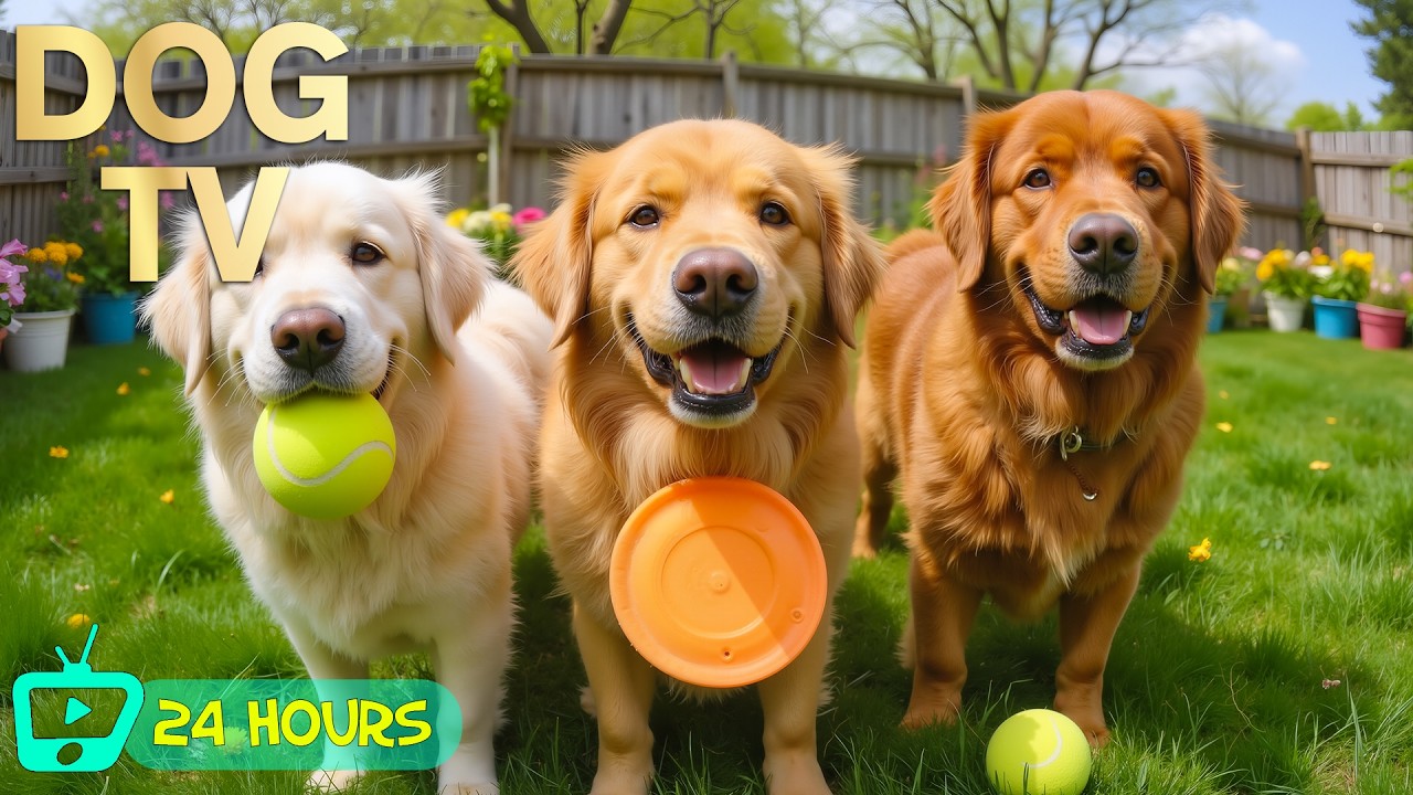 24 Hours of Dog TV for Dogs to Watch 🐶🎵 Healing Music for Anxiety Relief 💖 Peaceful Sleep