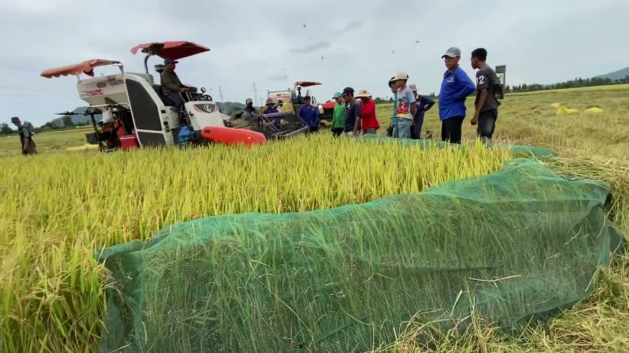 Cắt lúa Bắc chuột duy cù chuột quá nhiều người 
