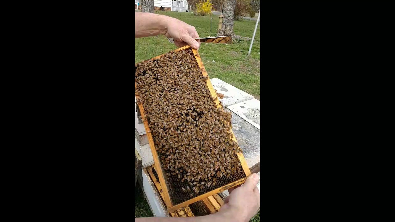 🐝 Beekeeping : How Get Permitted to Sell Bees in North Carolina 🍯