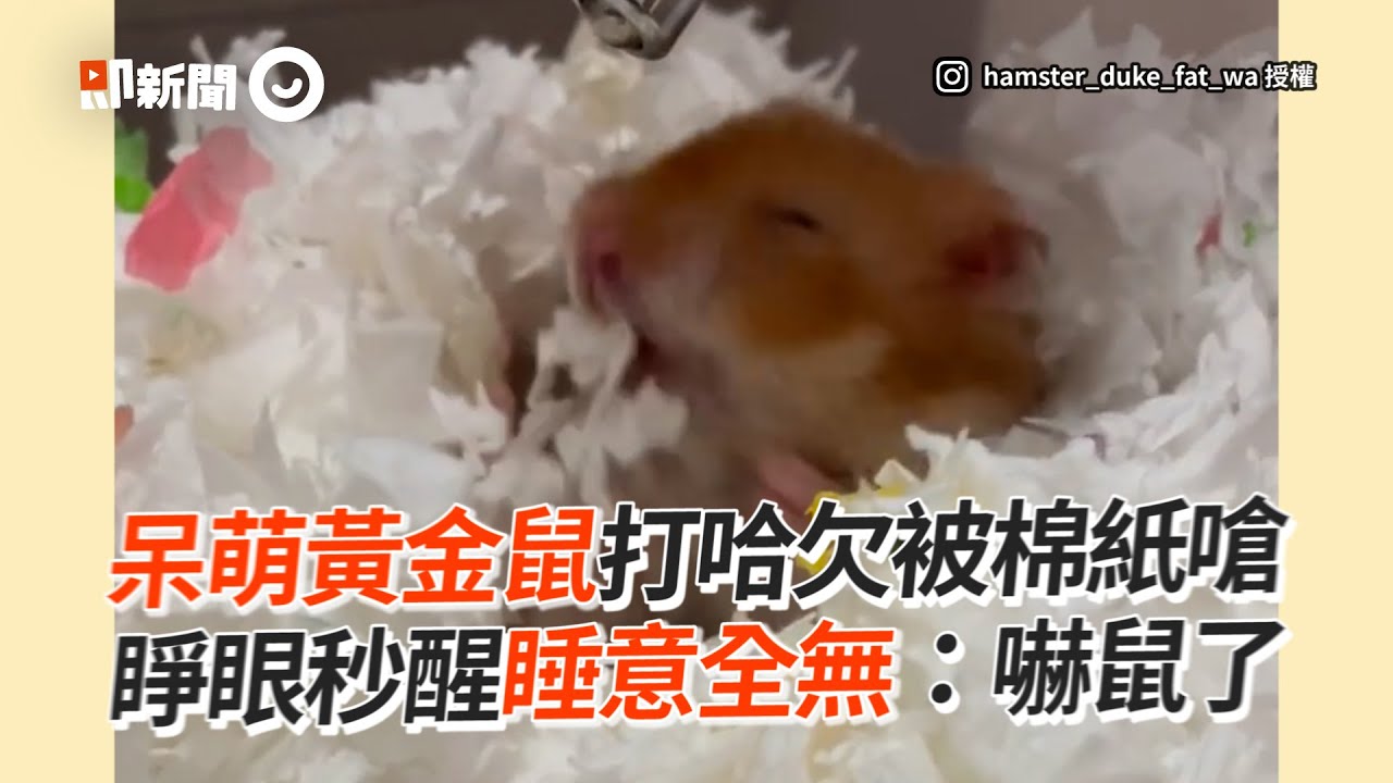黃金鼠打哈欠被嗆到！嚇翻睜大雙眼表情超呆萌｜寵物動物｜倉鼠｜寵物鼠