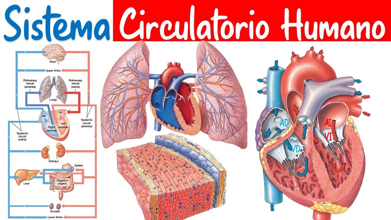 Sistema Circulatorio Humano - Biología - Semana 7