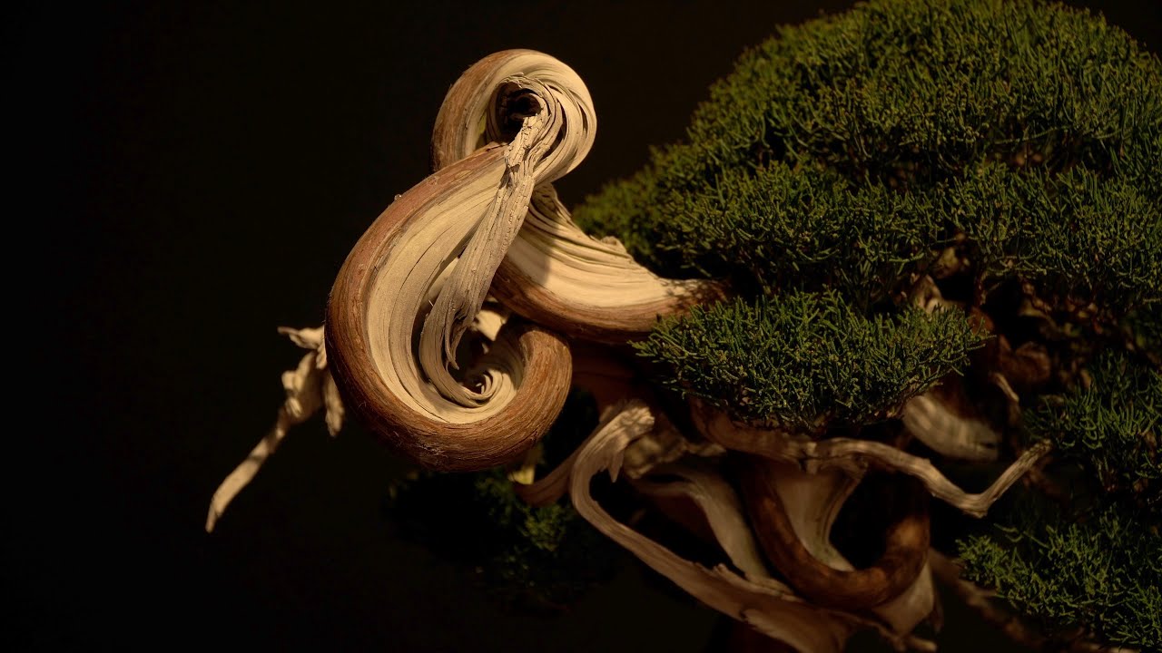 Trophy 2023 Bonsai Exhibition