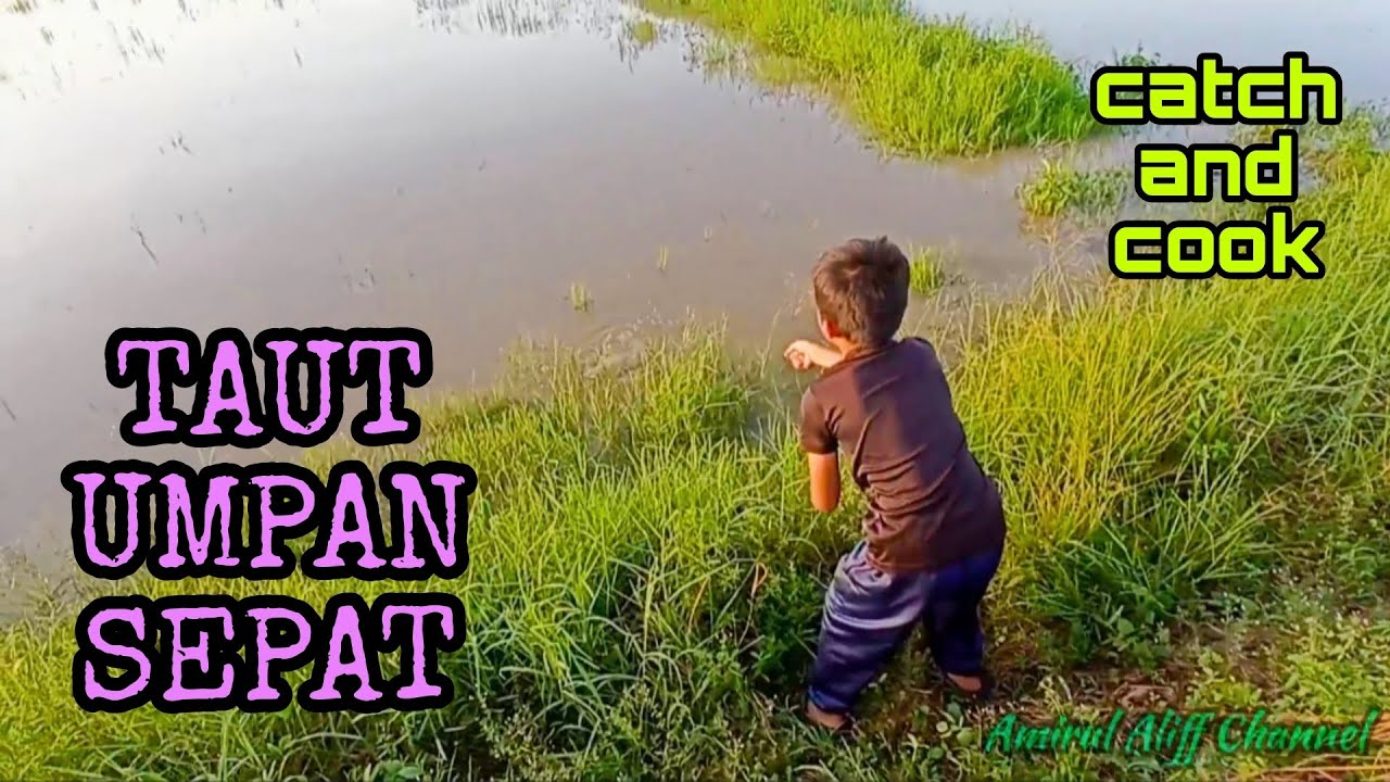 #EP725 Menaut Haruan umpan Sepat Ronggeng