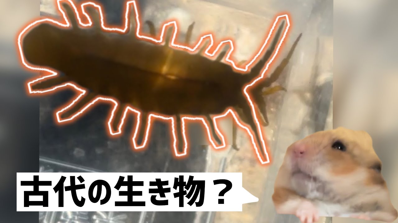 磯にいったら変な生き物がいた#水中生物 #うみねこ 